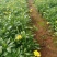 木春菊小袋苗工程用苗高度15公分起苗基地直发量大从