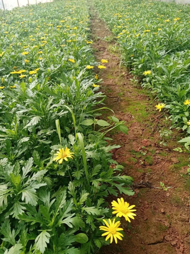木春菊小袋苗工程用苗高度15公分起苗基地直发量大从