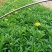 木春菊小袋苗工程用苗高度15公分起苗基地直发量大从