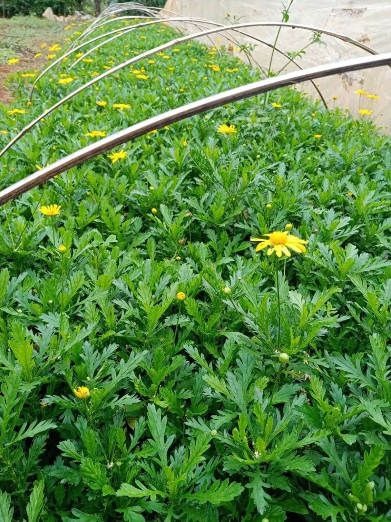 木春菊小袋苗工程用苗高度15公分起苗基地直发量大从