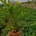 木春菊小袋苗工程用苗高度15公分起苗基地直发量大从