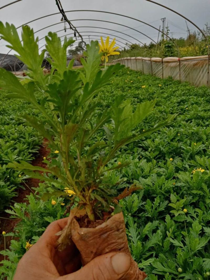 木春菊小袋苗工程用苗高度15公分起苗基地直发量大从