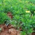木春菊小袋苗工程用苗高度15公分起苗基地直发量大从