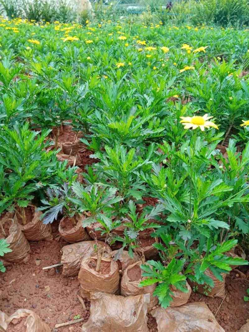 木春菊小袋苗工程用苗高度15公分起苗基地直发量大从