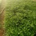 木春菊小袋苗工程用苗高度15公分起苗基地直发量大从