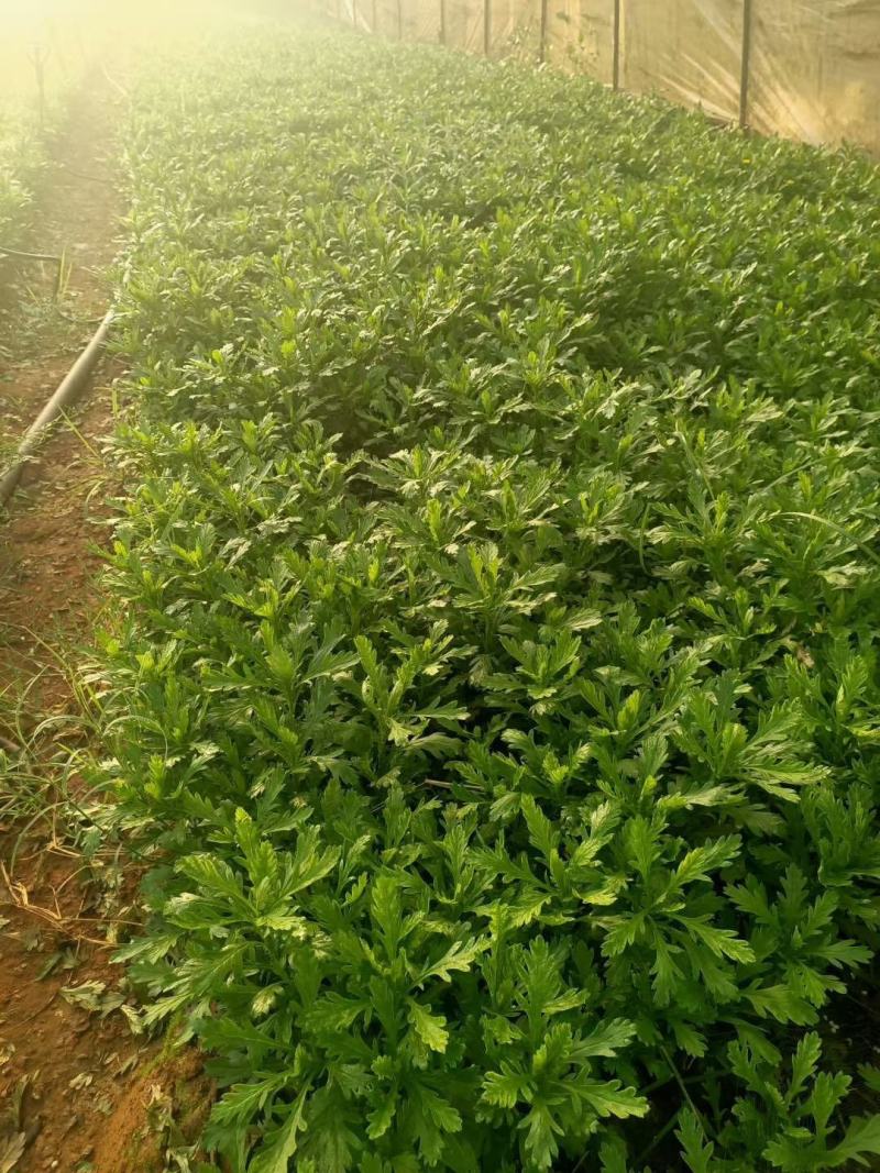 木春菊小袋苗工程用苗高度15公分起苗基地直发量大从