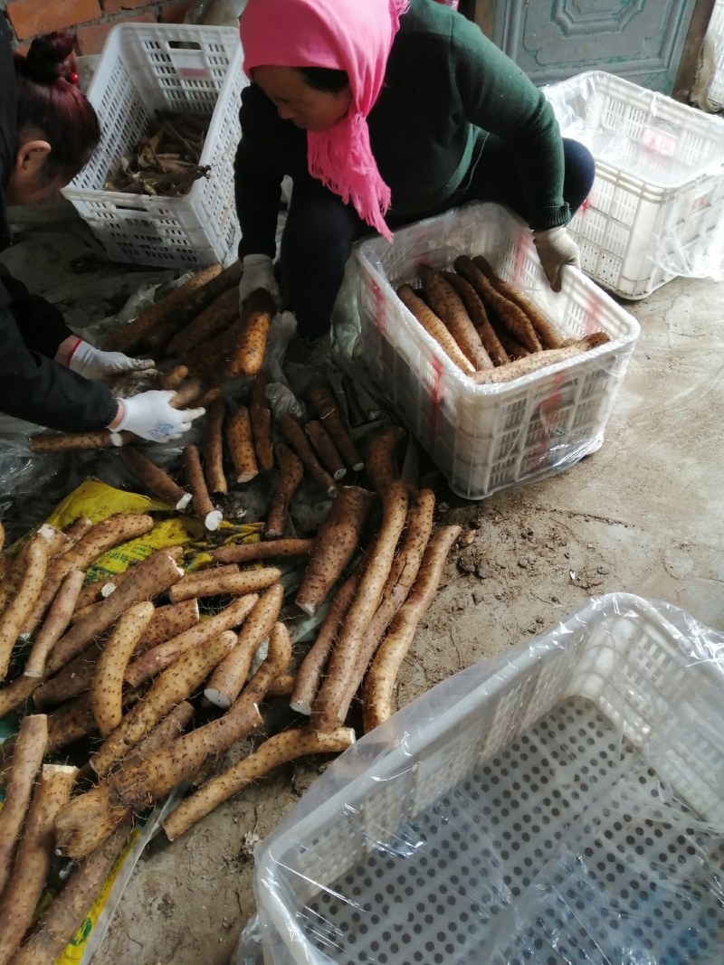 白玉山药大量上市了，有需要的联系我，