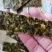 3袋包邮赶海娃夹心海苔夹心海苔多种口味每包40g