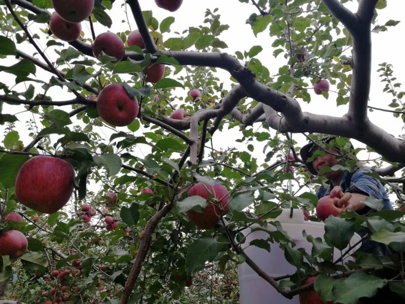 丽江宁蒗糖心苹果，产地只发，一件代发