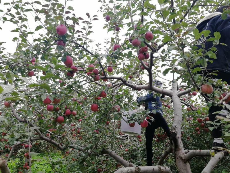 丽江宁蒗糖心苹果，产地只发，一件代发