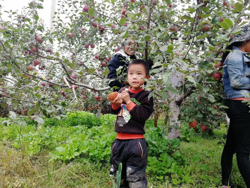 丽江宁蒗糖心苹果，产地只发，一件代发