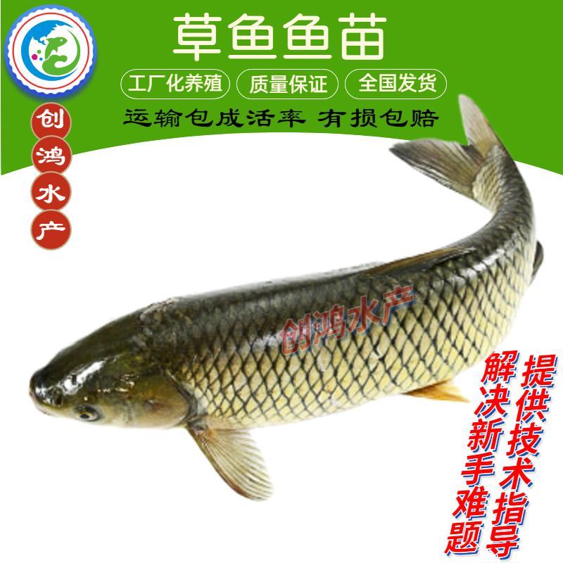 【已打疫苗】草鱼苗鲩鱼苗草鱼水花四大家鱼出售
