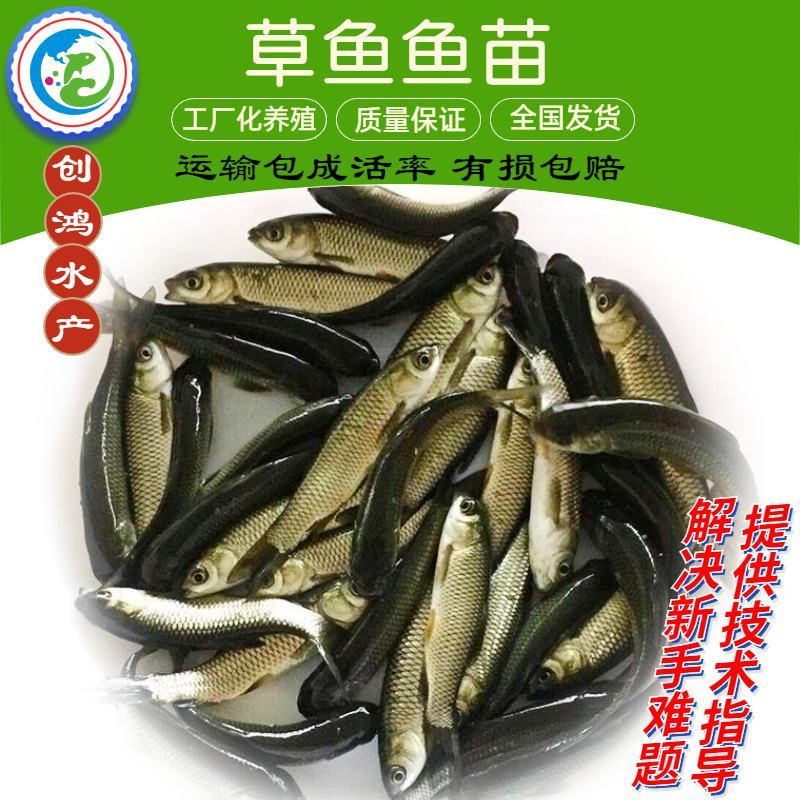 【大量供应】草鱼苗鲩鱼苗各类淡水鱼苗已打疫苗