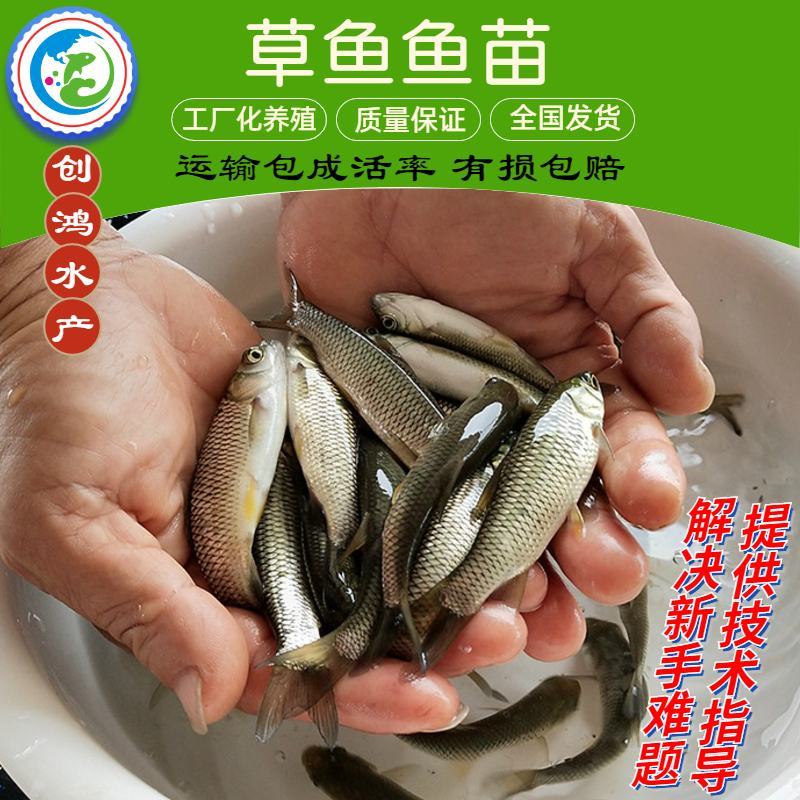 【大量供应】草鱼苗鲩鱼苗各类淡水鱼苗已打疫苗