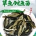 【大量供应】草鱼苗鲩鱼苗各类淡水鱼苗已打疫苗