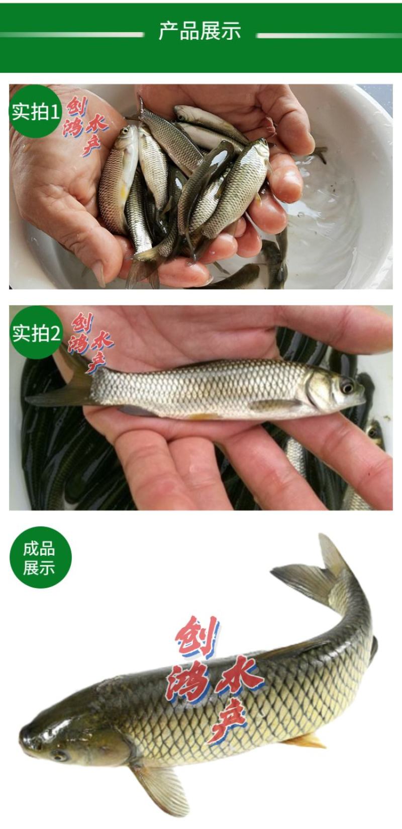 【大量供应】草鱼苗鲩鱼苗各类淡水鱼苗已打疫苗
