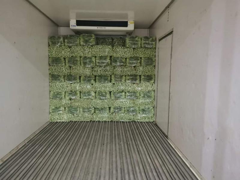 产地直供，优质上海青，欢迎各位老板来电洽谈合作