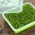 香椿籽种子种四季红油香椿树苗芽苗菜香春芽种孑水培种植香椿