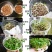 香椿籽种子种四季红油香椿树苗芽苗菜香春芽种孑水培种植香椿