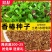 香椿籽种子种四季红油香椿树苗芽苗菜香春芽种孑水培种植香椿