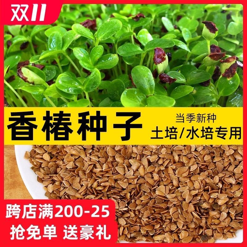 香椿籽种子种四季红油香椿树苗芽苗菜香春芽种孑水培种植香椿