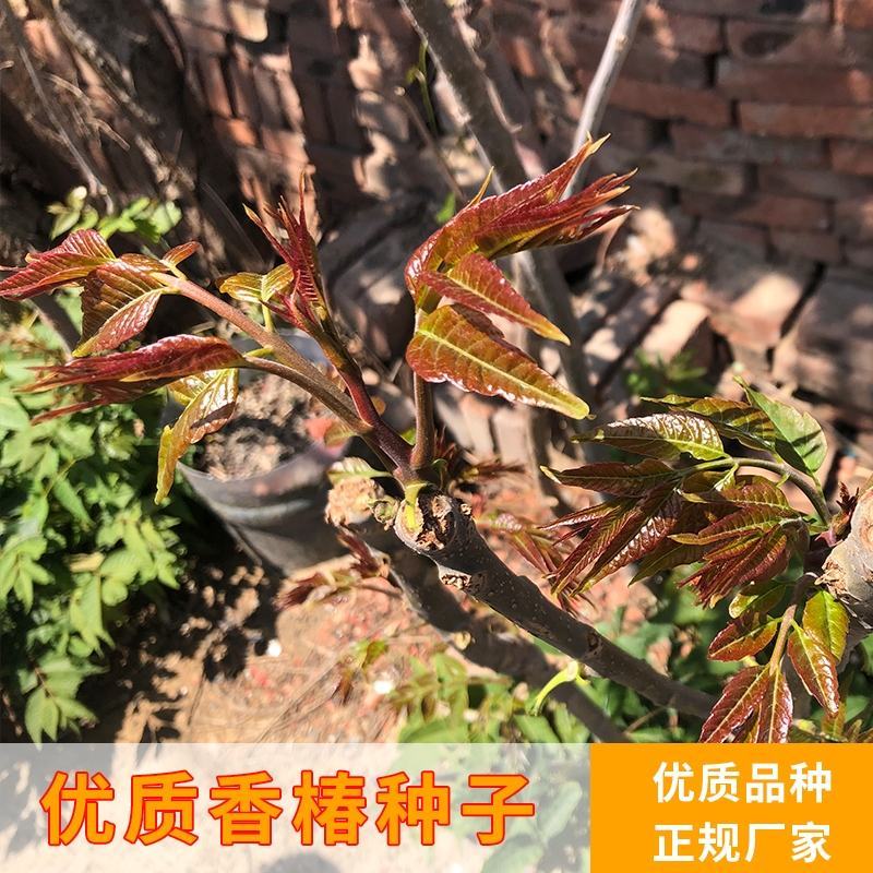 香椿籽种子种四季红油香椿树苗芽苗菜香春芽种孑水培种植香椿