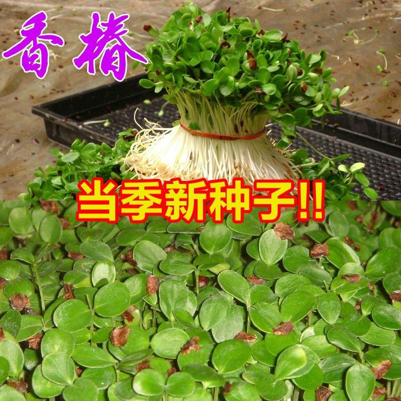 香椿籽种子种四季红油香椿树苗芽苗菜香春芽种孑水培种植香椿