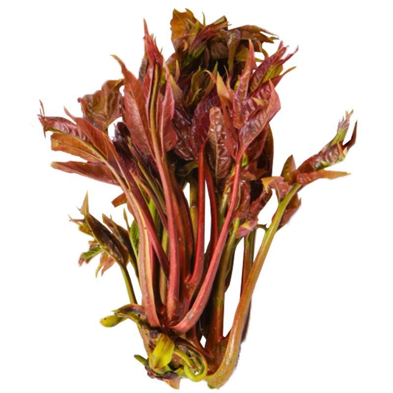 香椿籽种子种四季红油香椿树苗芽苗菜香春芽种孑水培种植香椿
