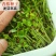 香椿籽种子种四季红油香椿树苗芽苗菜香春芽种孑水培种植香椿