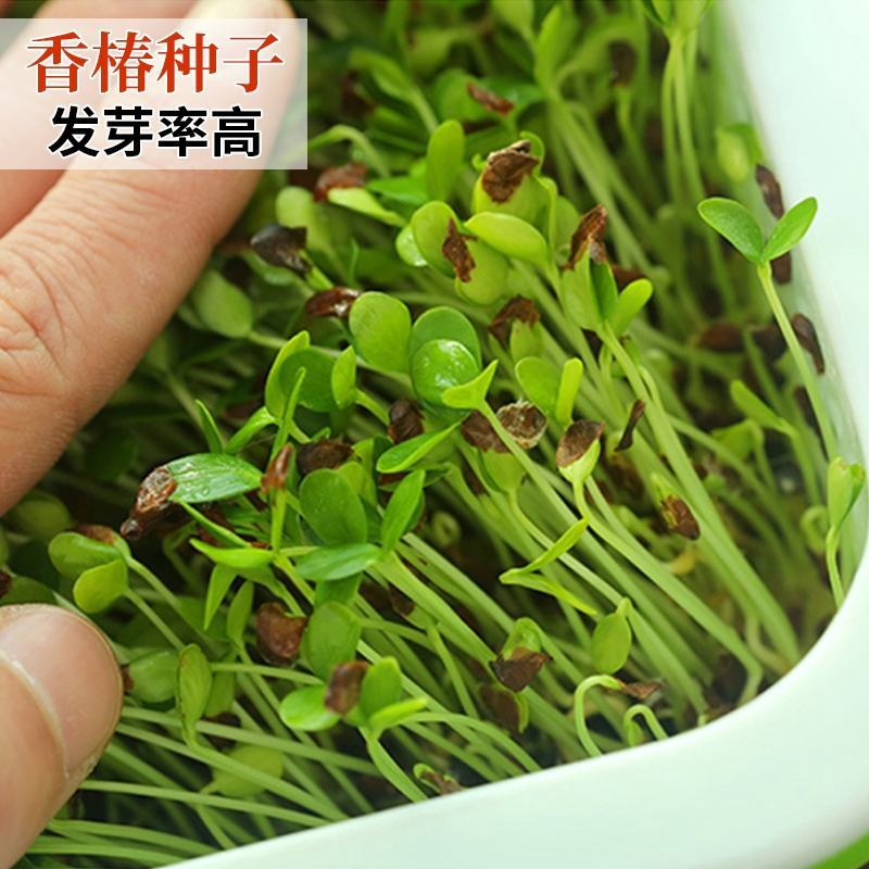香椿籽种子种四季红油香椿树苗芽苗菜香春芽种孑水培种植香椿