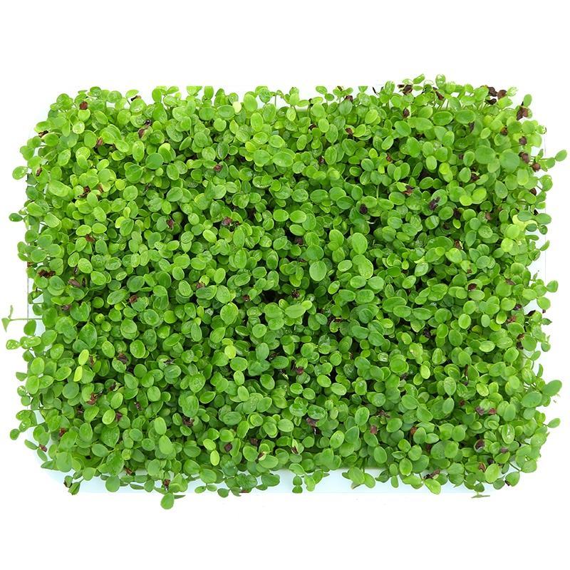 香椿籽种子种四季红油香椿树苗芽苗菜香春芽种孑水培种植香椿