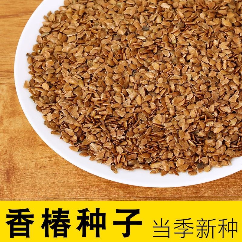 香椿籽种子种四季红油香椿树苗芽苗菜香春芽种孑水培种植香椿