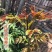 香椿籽种子种四季红油香椿树苗芽苗菜香春芽种孑水培种植香椿