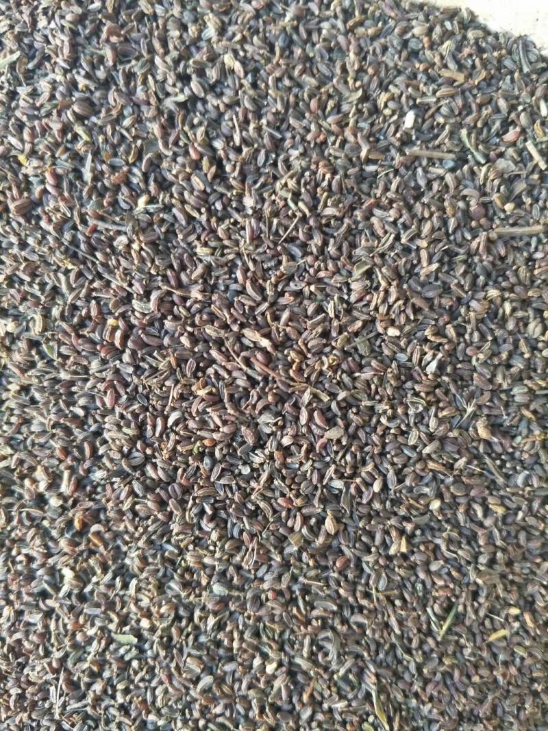 纯新柴胡种子出售无杂