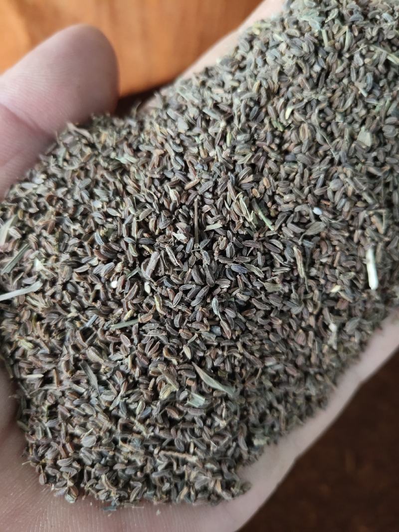 纯新柴胡种子出售无杂