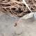 2020精品北柴胡出售