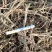 2020精品北柴胡出售