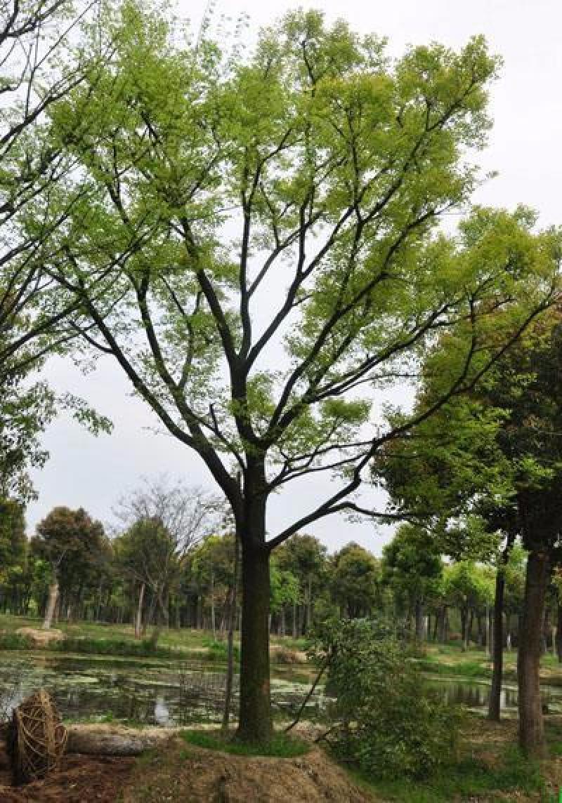 大叶朴树种子别称大叶白麻子小叶朴树落叶乔林木种子遮阴树