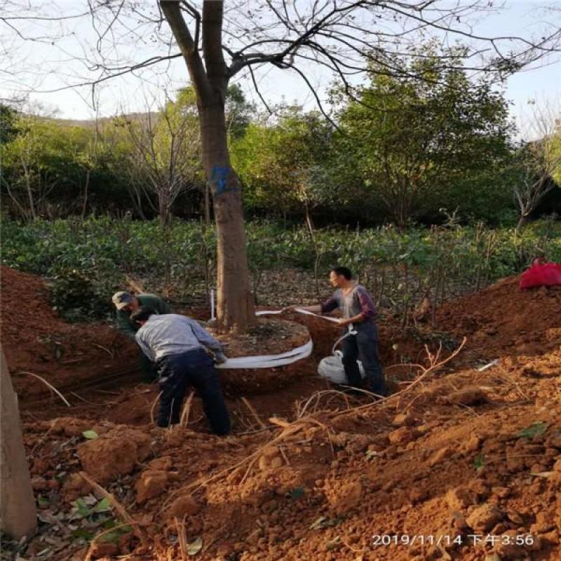 大叶朴树种子别称大叶白麻子小叶朴树落叶乔林木种子遮阴树
