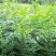 大叶朴树种子别称大叶白麻子小叶朴树落叶乔林木种子遮阴树
