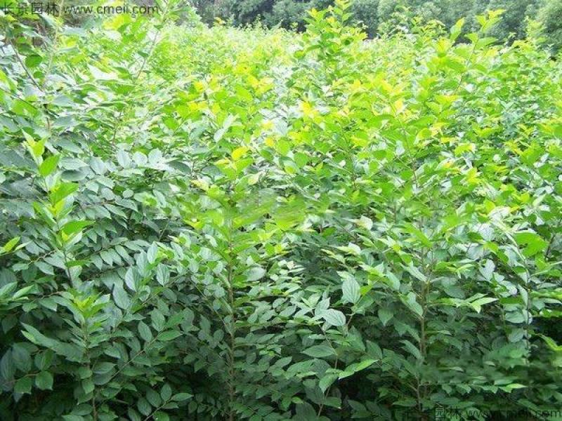 大叶朴树种子别称大叶白麻子小叶朴树落叶乔林木种子遮阴树