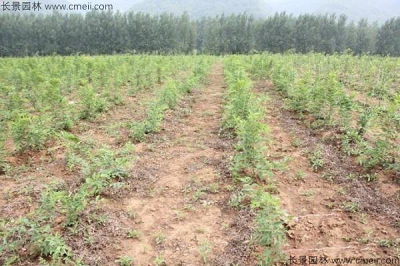 大叶朴树种子别称大叶白麻子小叶朴树落叶乔林木种子遮阴树