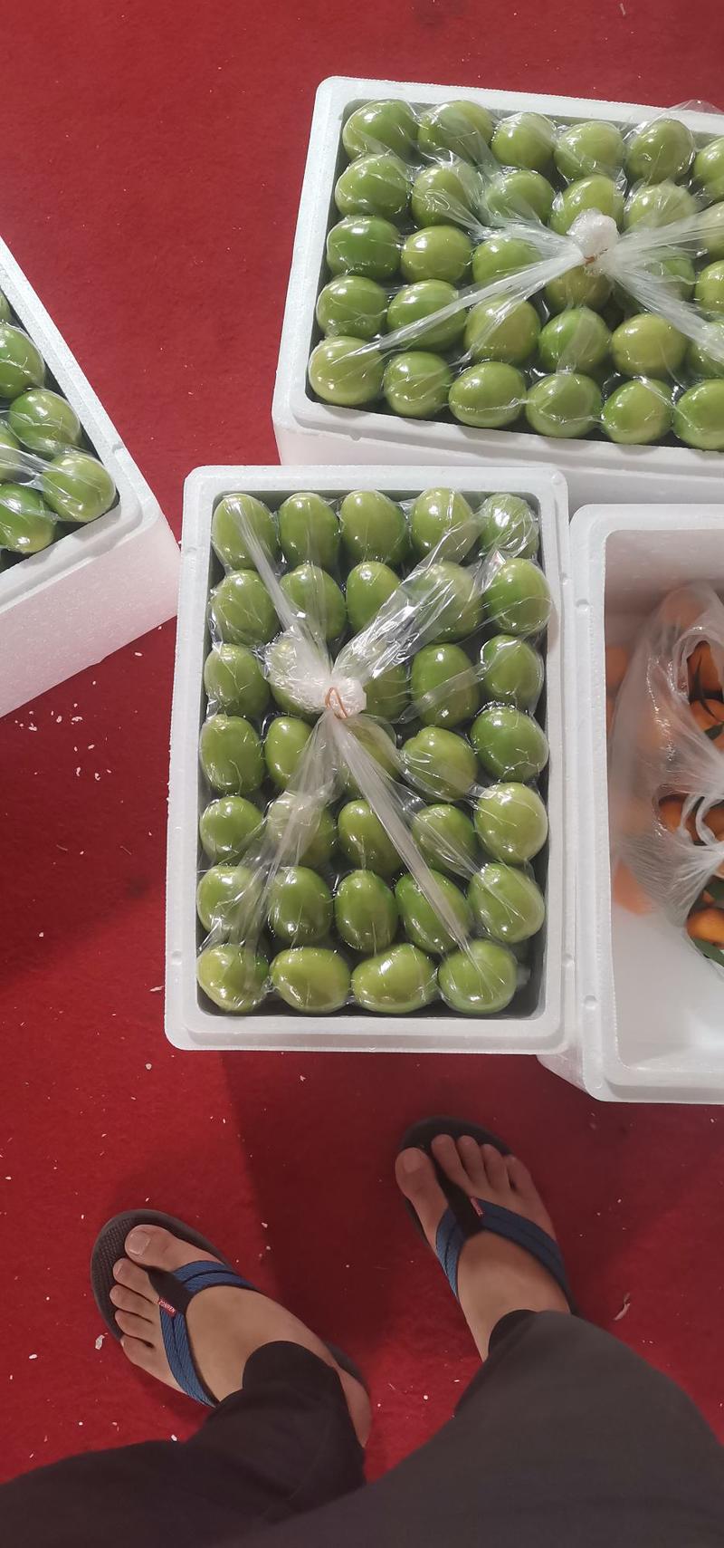 【原产地直销】精品青枣大量上市，精品大中小果，支持一件代