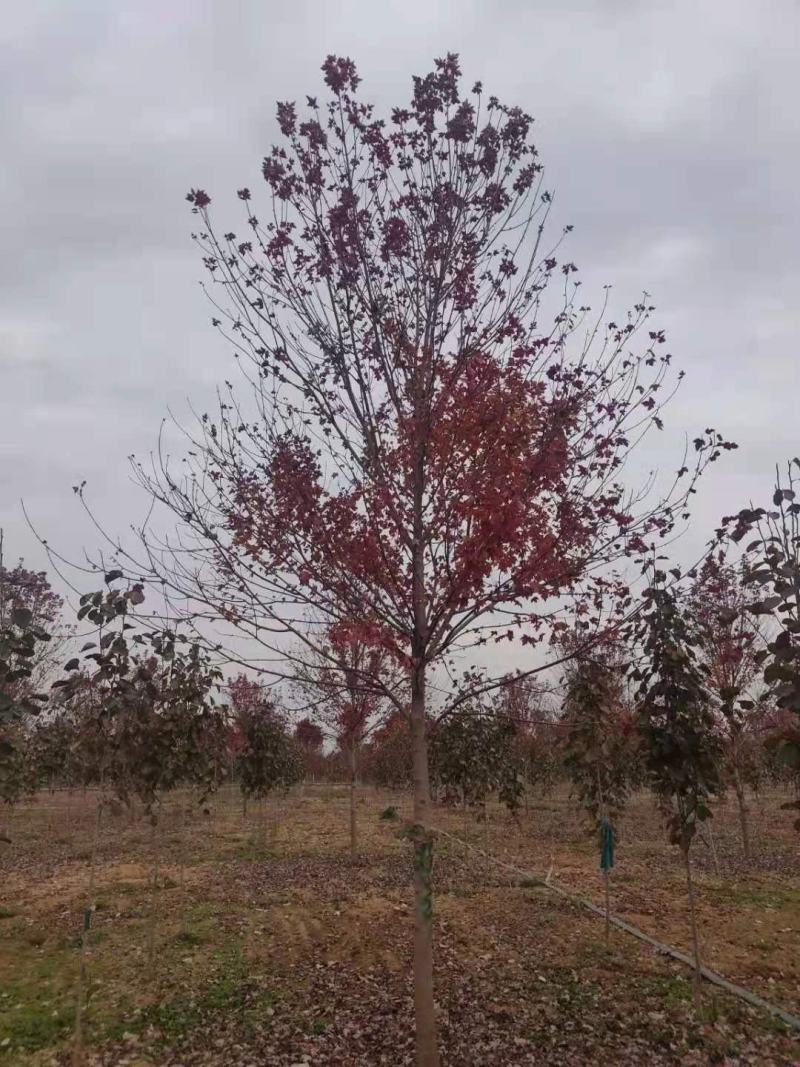 美国红枫庭院别墅观赏树种绿化苗木邳州市美国红枫直销基地