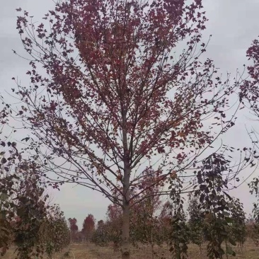 美国红枫庭院别墅观赏树种绿化苗木邳州市美国红枫直销基地