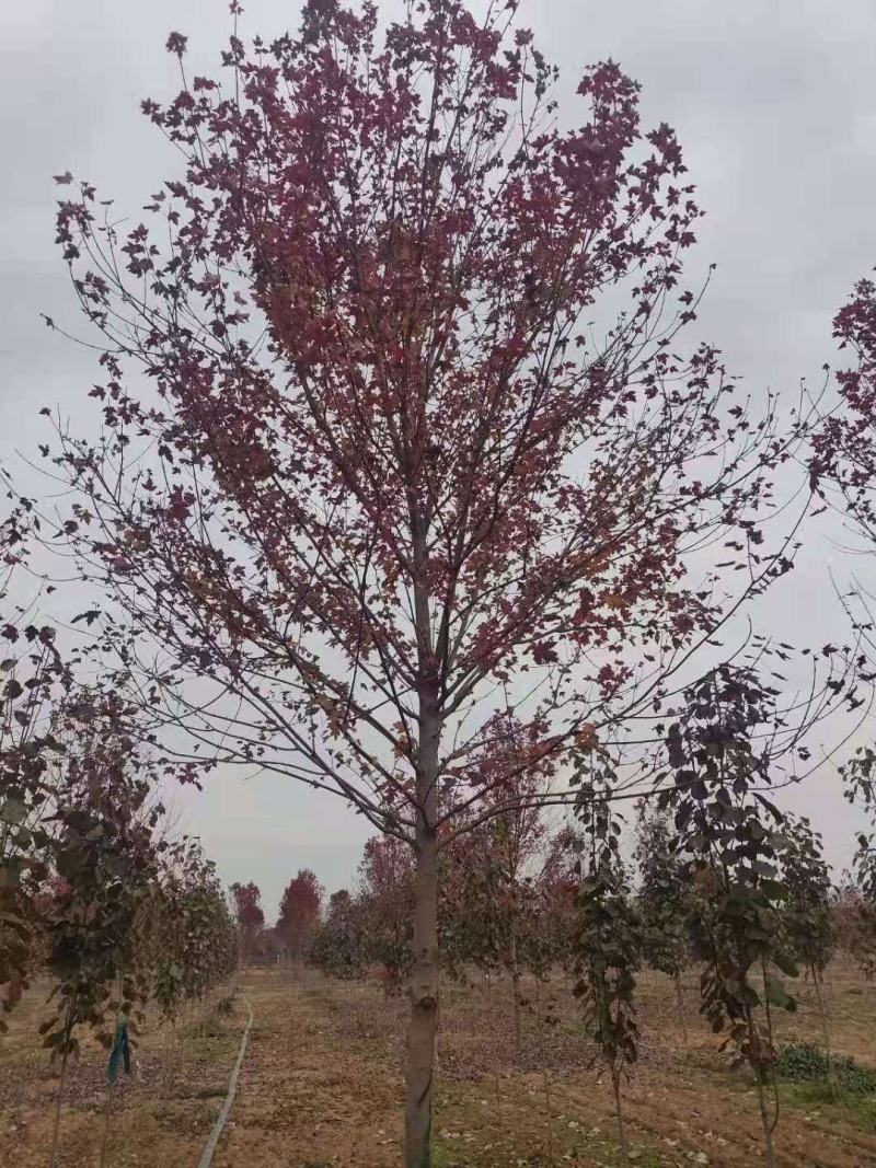 美国红枫庭院别墅观赏树种绿化苗木邳州市美国红枫直销基地