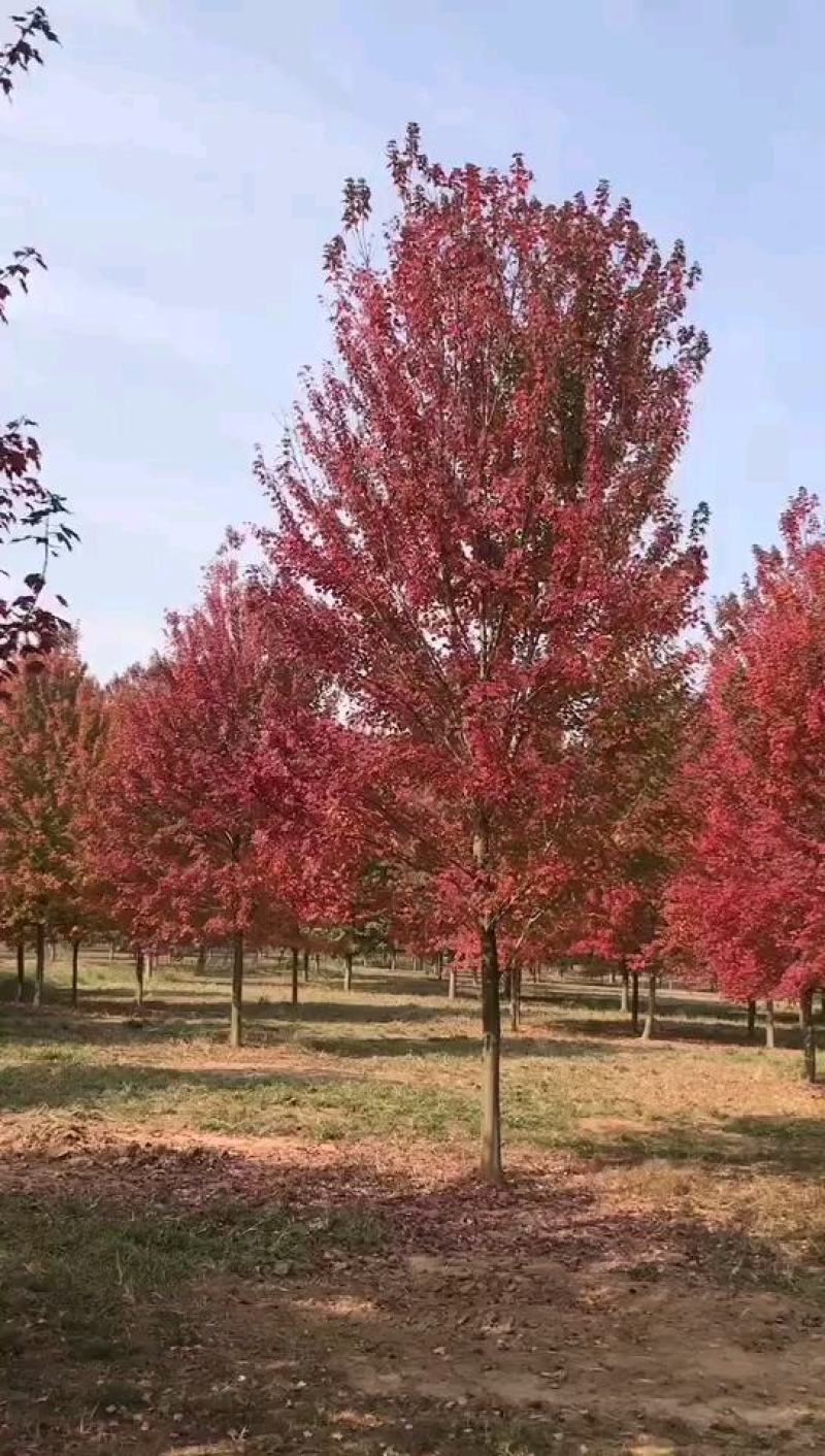 美国红枫庭院别墅观赏树种绿化苗木邳州市美国红枫直销基地