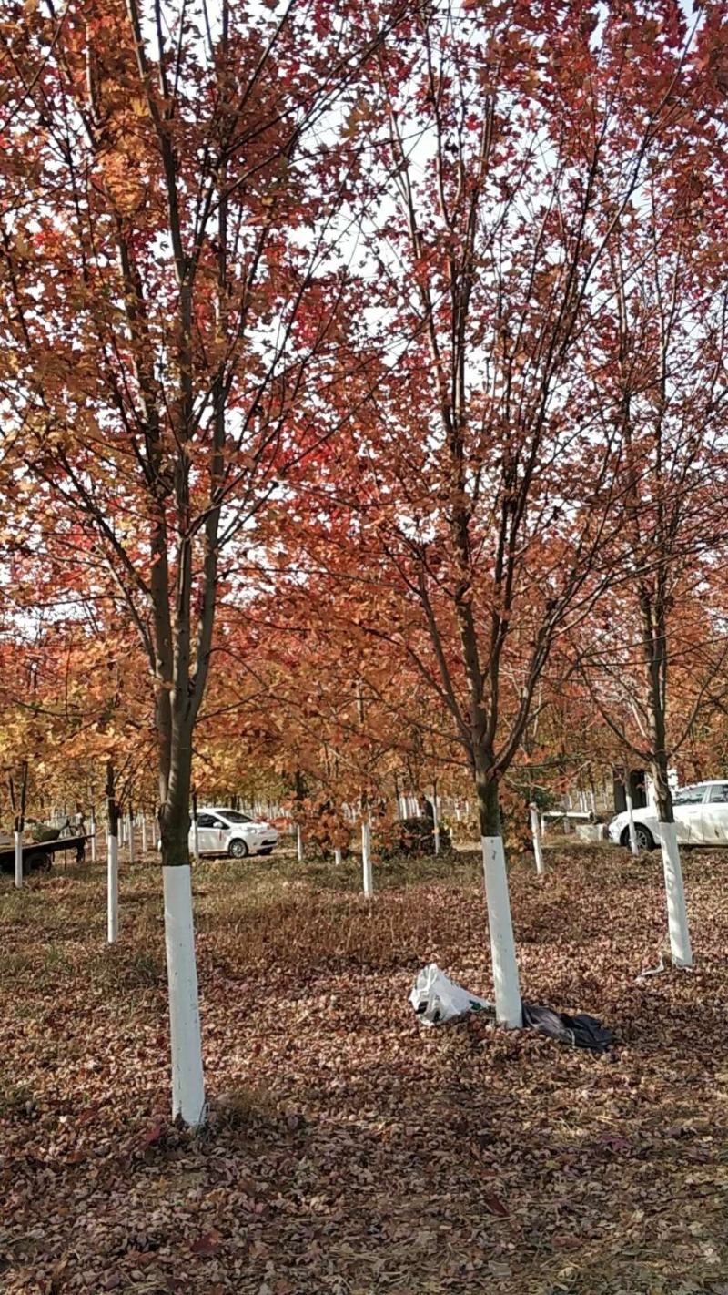 美国红枫庭院别墅观赏树种绿化苗木邳州市美国红枫直销基地