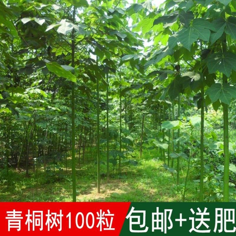 2020新采林木树种青桐种子青铜树青皮梧桐行道树种法国梧