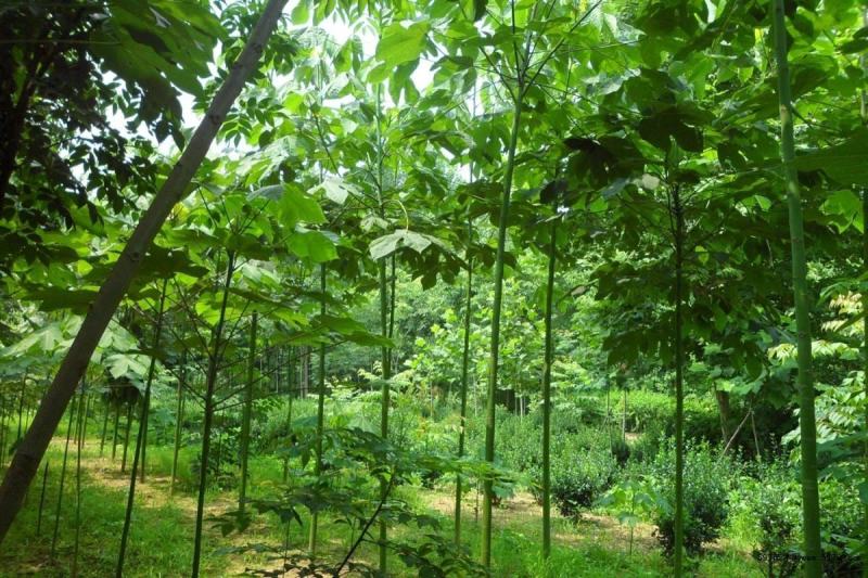 2020新采林木树种青桐种子青铜树青皮梧桐行道树种法国梧